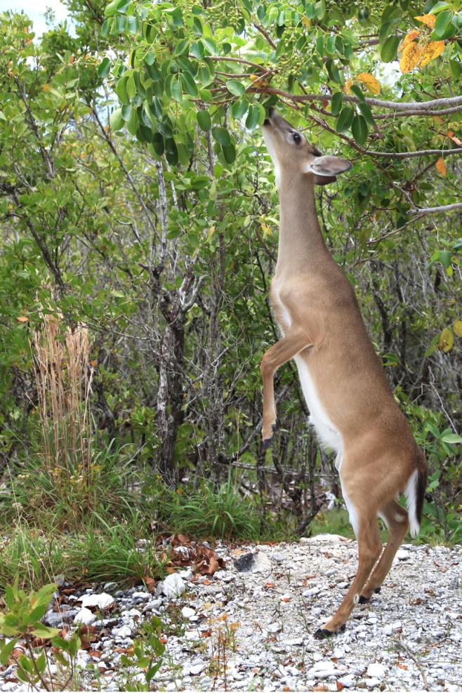 DoeEatingHighPhotoWeb