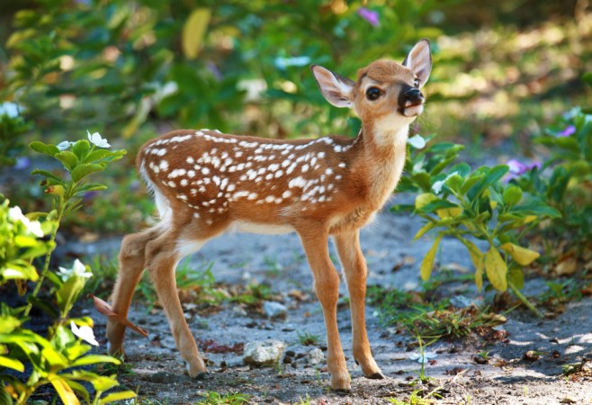 EarthDayFawnPhotoWeb