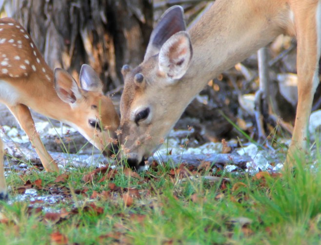 FawnButtonBuckGrassPhotoWeb