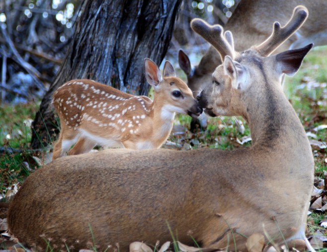 FawnMeetingBuckPhotoWeb