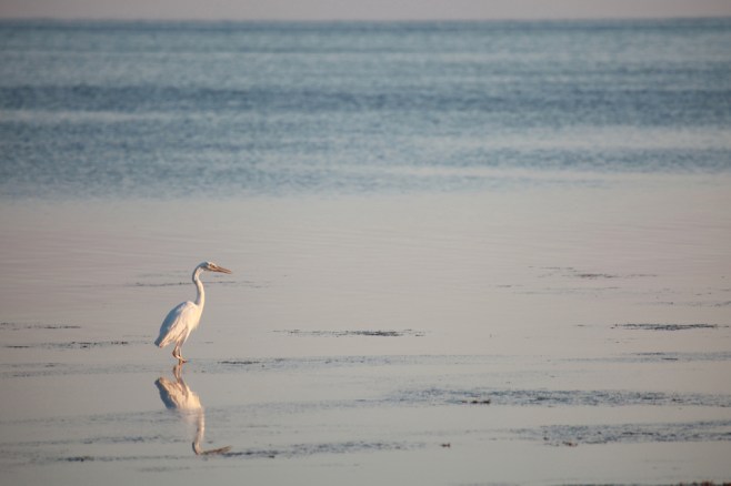 Great White Reflection
