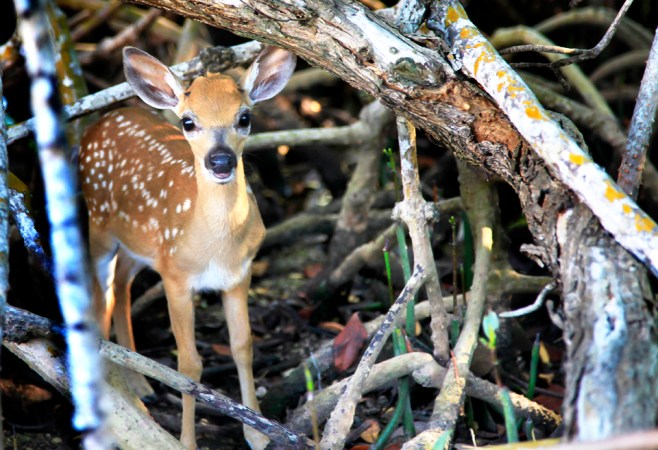 MangroveRootsSurprisePhotoWeb