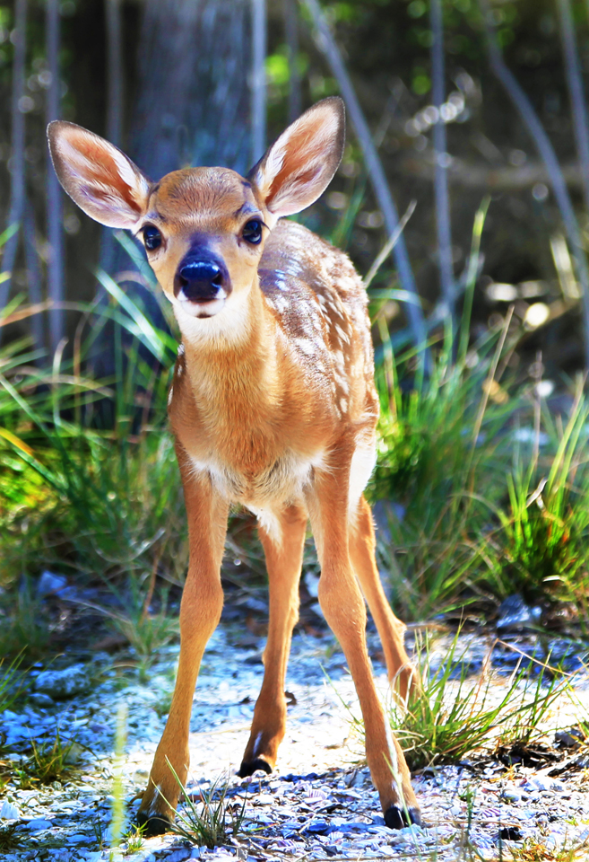 StandingTallFawnPhotoWeb