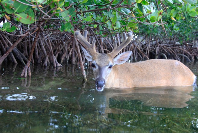 Toro TalkingIn WaterPhotoWeb