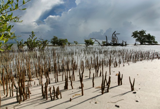 BlackMangroveDramaWeb