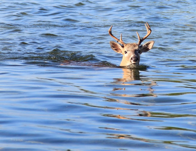 CalEMarcoWater19x13WEB