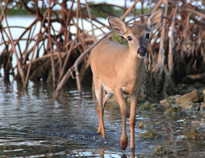 CalFCuteOneYearOldBuckWaterWeb