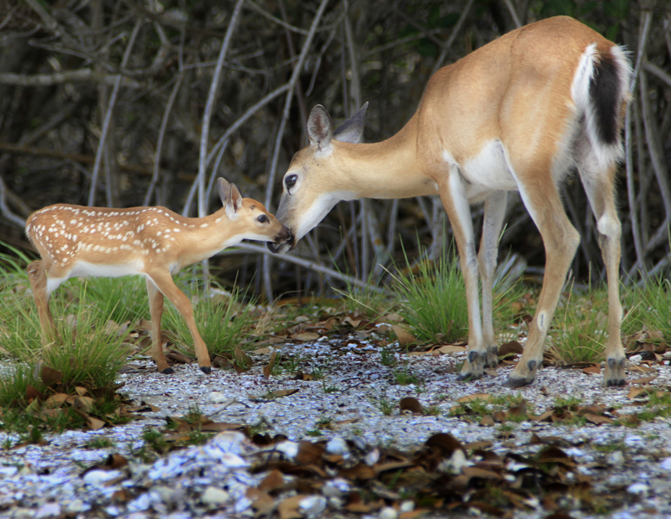 Key Deer | Val Preziosi Photos