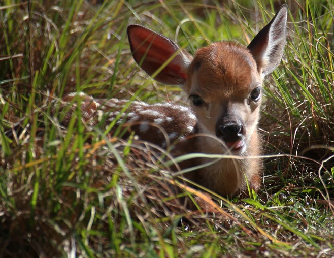 webFawnRestingInSunLG